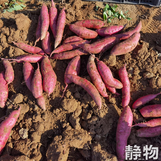 有机烟薯25号红薯｜山东烟台 商品图2