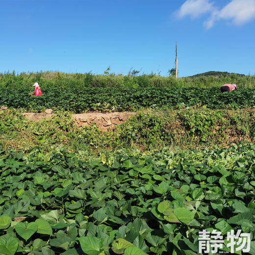 有机烟薯25号红薯｜山东烟台 商品图1