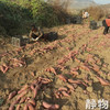 有机烟薯25号红薯｜山东烟台 商品缩略图6