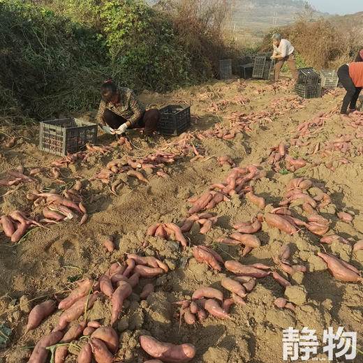 有机烟薯25号红薯｜山东烟台 商品图6