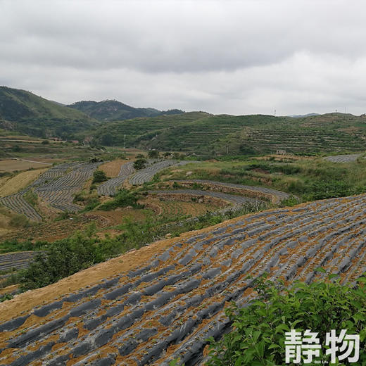 有机烟薯25号红薯｜山东烟台 商品图3