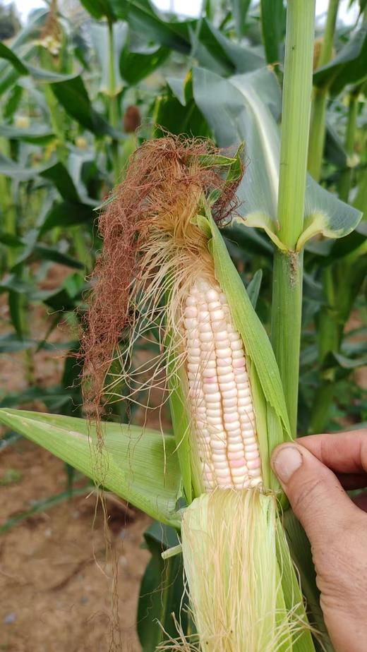 千福之苑有机种植糯玉米6斤装 商品图0