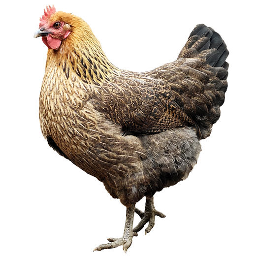 山区鸡1只 商品图0