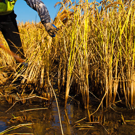 美村农场无忧农民 东北大米5kg 商品图5