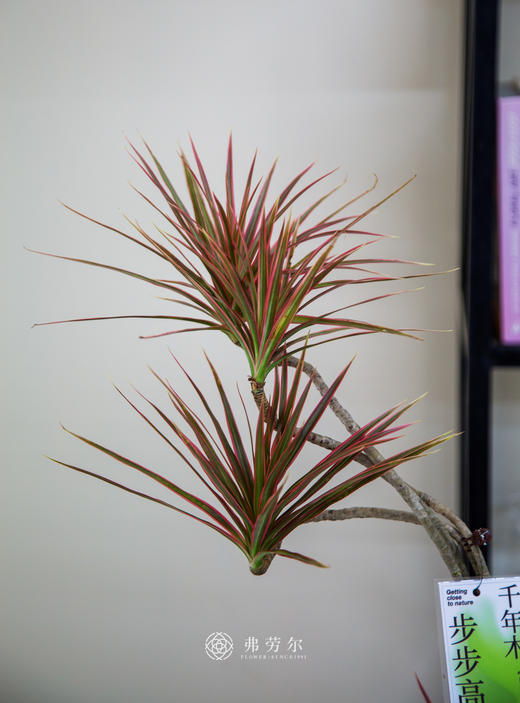 造型千年木 商品图1