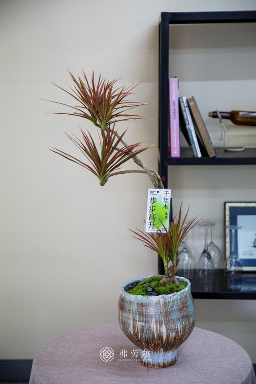 造型千年木 商品图0