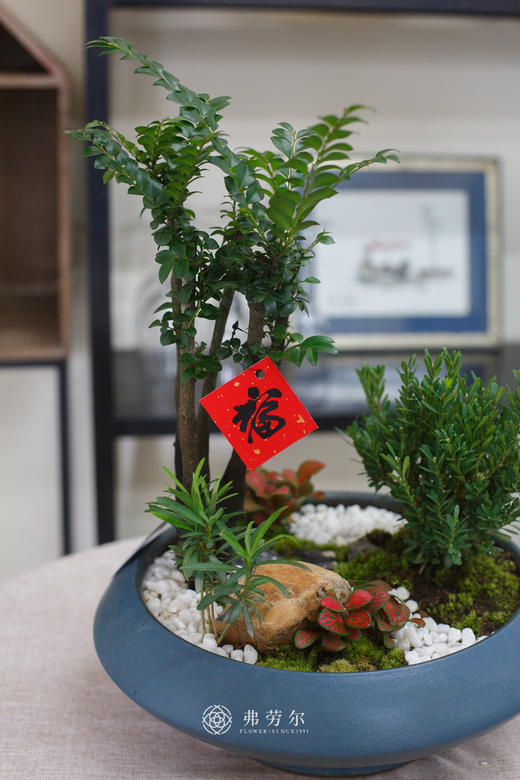 蓝盆小叶紫檀 商品图1