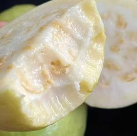 奶油芭乐 奶油芭乐外脆里嫩，带有淡淡的清香，绵密软糯香甜，质地细腻，宛如冰淇淋般丝滑细腻，同时又有糯