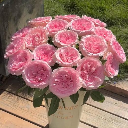 【俊发社区物业中心自提商品】【洛神单头玫瑰】鲜花20枝「粉白渐变·古典柔美感」【非俊发小区不发货，订单自动取消】 商品图3