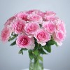 【俊发社区物业中心自提商品】【洛神单头玫瑰】鲜花20枝「粉白渐变·古典柔美感」【非俊发小区不发货，订单自动取消】 商品缩略图0