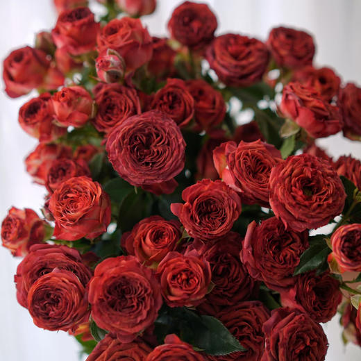 【俊发社区物业中心自提商品】【巧克力泡泡多头玫瑰】鲜花10枝 「复古咖啡色调·甜蜜可可团」 商品图0