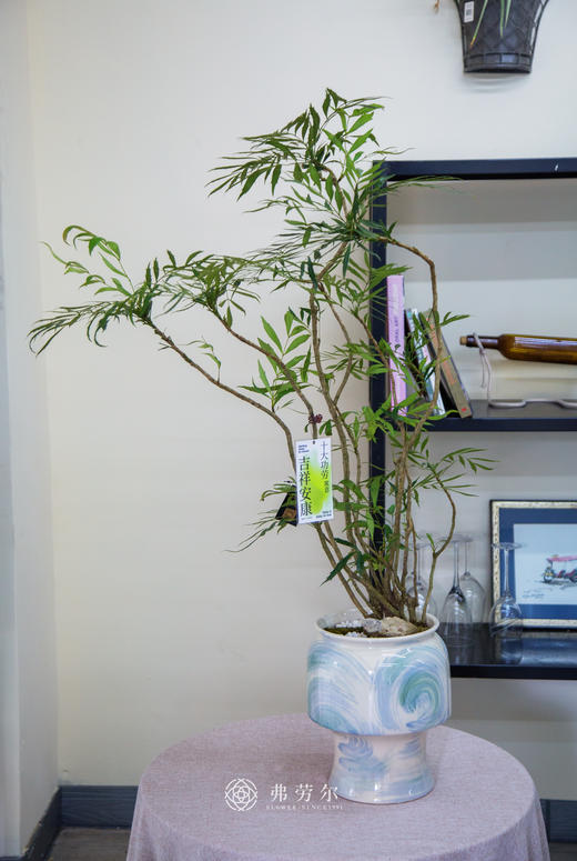 十大功劳 商品图0