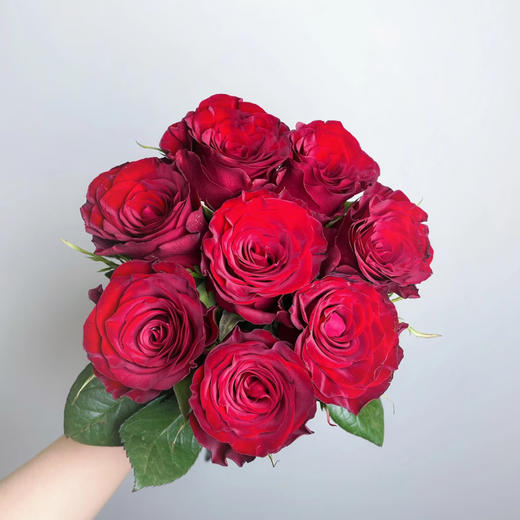 【俊发社区物业中心自提商品】【高原红单头玫瑰】鲜花20枝 「经典暗红色·丝绒质感」 商品图5