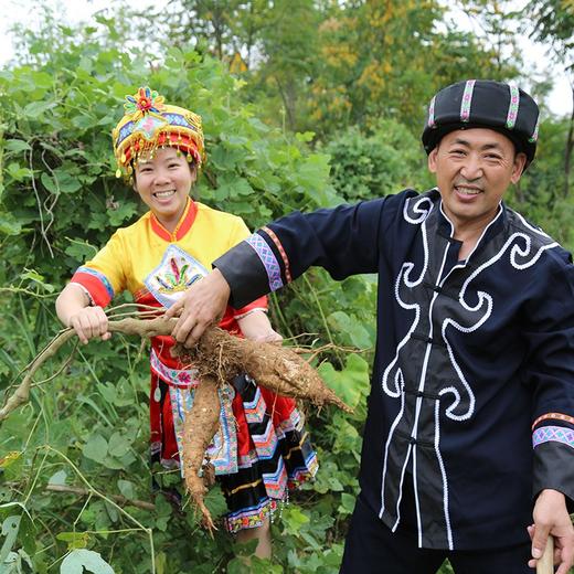 【严选】【配料干净 易煮耐炖 有嚼劲】晶地葛根粉条礼盒装（100g*10袋）（厂家直发） 商品图8