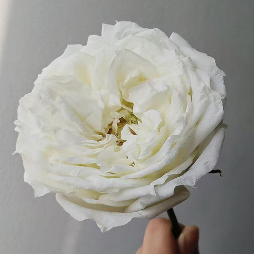 【俊发社区物业中心自提商品】【坦尼克单头玫瑰】 鲜花20枝 「经典雪山系列·洁白无瑕」 商品图3