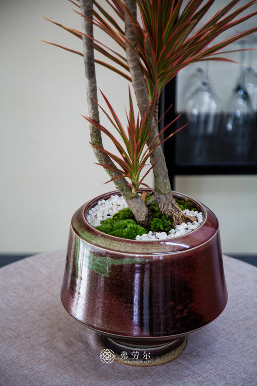 造型千年木 商品图2