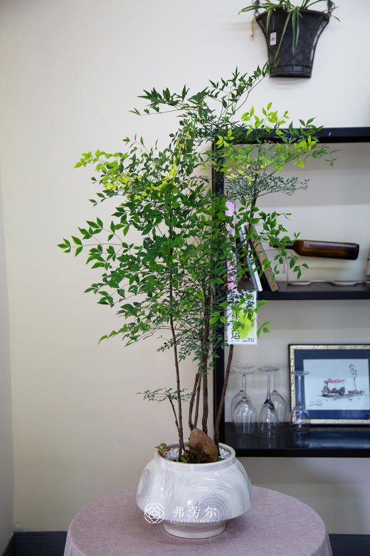 南天竹 商品图0