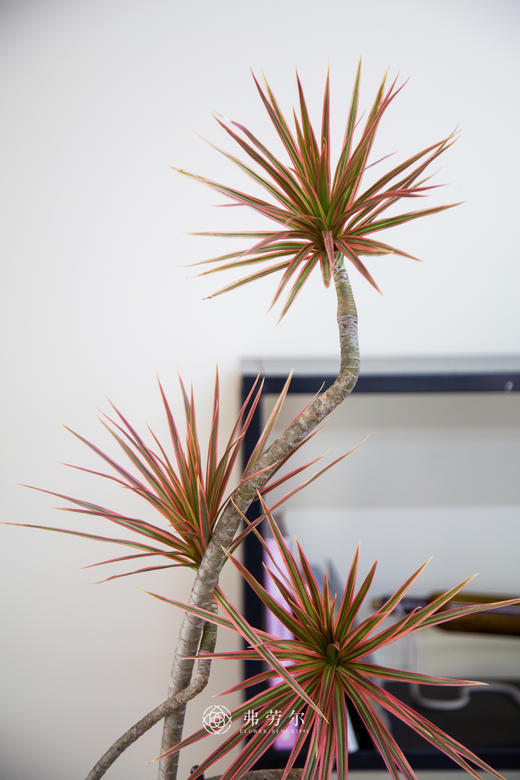 造型千年木 商品图1