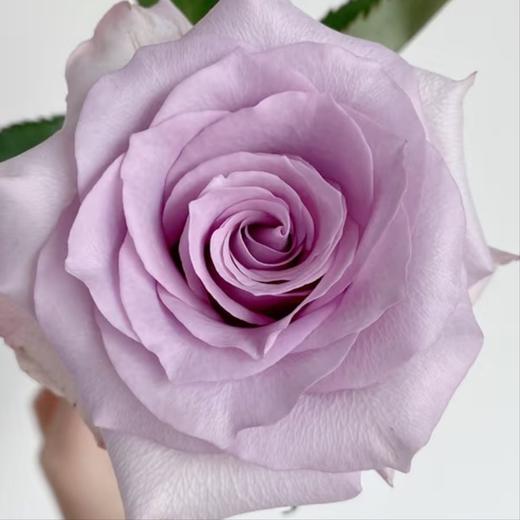 【俊发社区物业中心自提商品】【海洋之歌单头玫瑰】 鲜花20枝「梦幻香芋紫·仙女必备」 商品图3