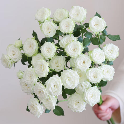 【俊发社区物业中心自提商品】【繁星多头玫瑰】鲜花10枝「白色小花朵·密集繁星感」 商品图2