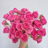 【俊发社区物业中心自提商品】【苏菲宝贝多头玫瑰】鲜花10枝 「桃红色簇拥花瓣·甜美小可爱」 商品缩略图0