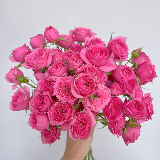 【俊发社区物业中心自提商品】【苏菲宝贝多头玫瑰】鲜花10枝 「桃红色簇拥花瓣·甜美小可爱」 商品图0