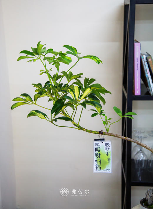 造型花叶鸭脚木 商品图1