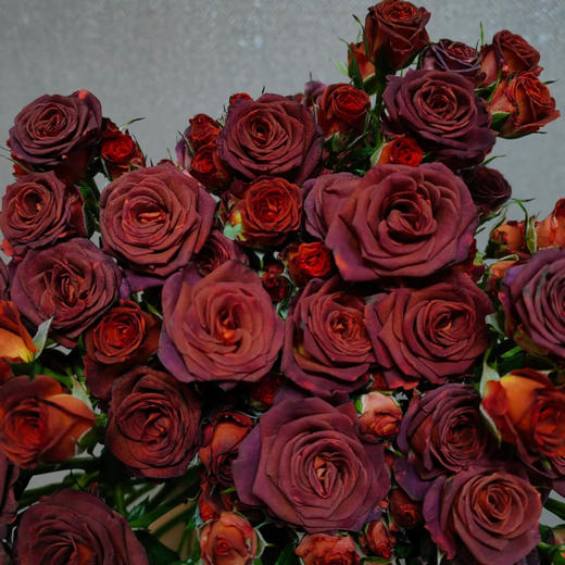 【俊发社区物业中心自提商品】【巧克力泡泡多头玫瑰】鲜花10枝 「复古咖啡色调·甜蜜可可团」 商品图3