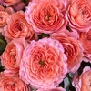 【俊发社区物业中心自提商品】【杏色果汁多头玫瑰】鲜花10枝「温柔杏奶茶色·甜润多头款」 商品缩略图3
