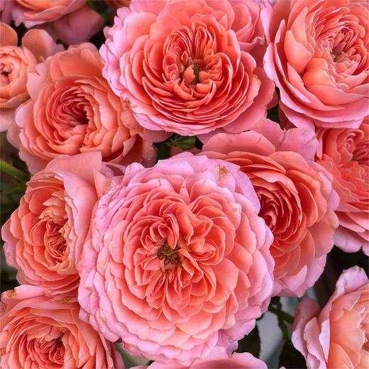 【俊发社区物业中心自提商品】【杏色果汁多头玫瑰】鲜花10枝「温柔杏奶茶色·甜润多头款」 商品图3