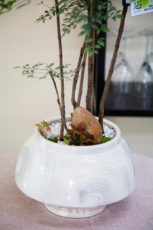 南天竹 商品图2