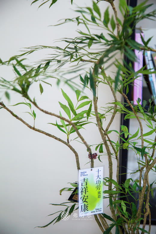 十大功劳 商品图1