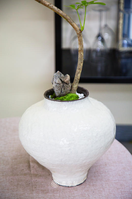 造型花叶鸭脚木 商品图2