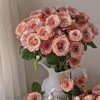 【俊发社区物业中心自提商品】【卡布奇诺单头玫瑰】鲜花20枝「复古裸咖色·高级感拉满」 商品缩略图5