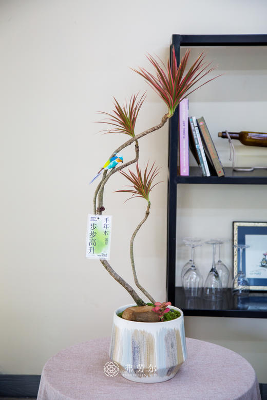 造型千年木 商品图0