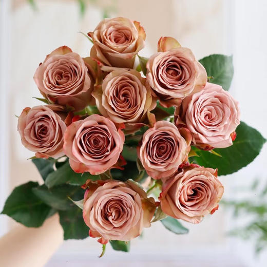 【俊发社区物业中心自提商品】【卡布奇诺单头玫瑰】鲜花20枝「复古裸咖色·高级感拉满」 商品图0