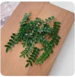 胡椒木叶/250片*1盒