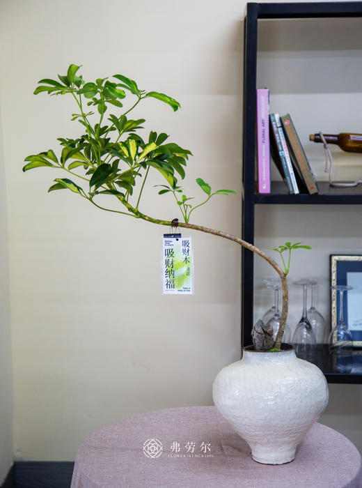 造型花叶鸭脚木 商品图0