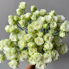 【俊发社区物业中心自提商品】【繁星多头玫瑰】鲜花10枝「白色小花朵·密集繁星感」 商品缩略图0