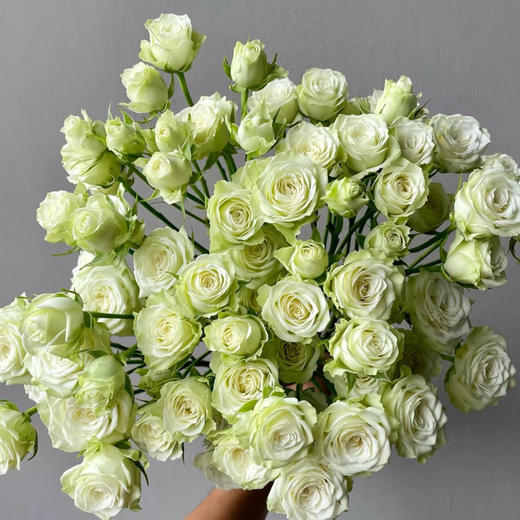 【俊发社区物业中心自提商品】【繁星多头玫瑰】鲜花10枝「白色小花朵·密集繁星感」 商品图0