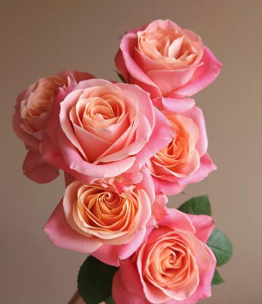 【俊发社区物业中心自提商品】【朱小姐单头玫瑰】鲜花20枝 「橙粉渐变·明媚活力」 商品图3