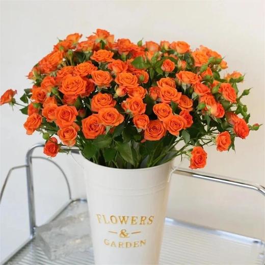 【俊发社区物业中心自提商品】【橙色芭比多头玫瑰】鲜花10枝「活力橙粉色·多头小可爱」 商品图0