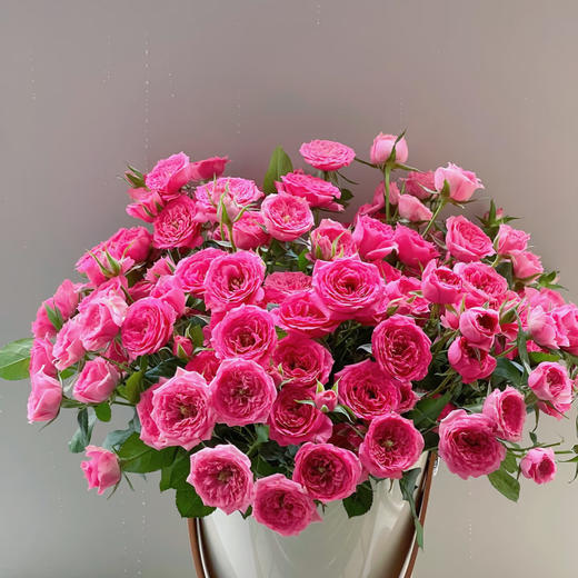 【俊发社区物业中心自提商品】【苏菲宝贝多头玫瑰】鲜花10枝 「桃红色簇拥花瓣·甜美小可爱」 商品图2