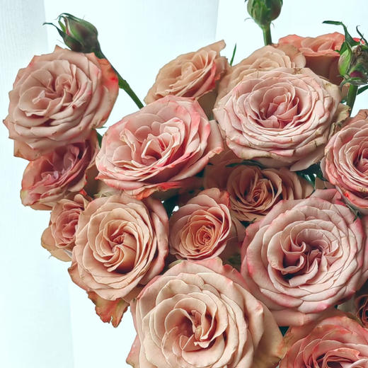 【俊发社区物业中心自提商品】【卡布奇诺单头玫瑰】鲜花20枝「复古裸咖色·高级感拉满」 商品图3