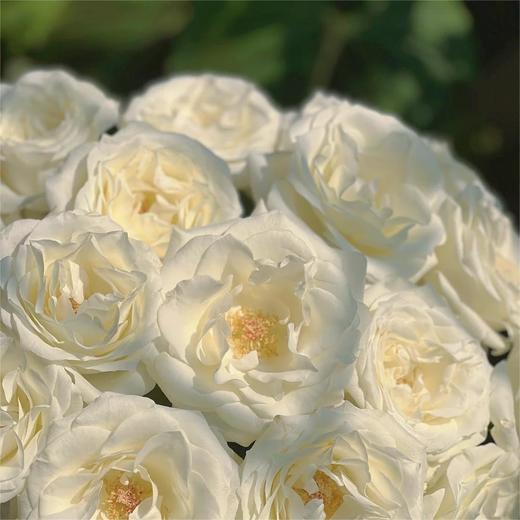 【俊发社区物业中心自提商品】【骄傲单头玫瑰】鲜花20枝「纯净纯白色·高雅单头款」 商品图4