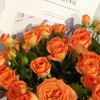 【俊发社区物业中心自提商品】【橙色芭比多头玫瑰】鲜花10枝「活力橙粉色·多头小可爱」 商品缩略图5