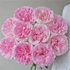 【俊发社区物业中心自提商品】【洛神单头玫瑰】鲜花20枝「粉白渐变·古典柔美感」【非俊发小区不发货，订单自动取消】 商品缩略图5