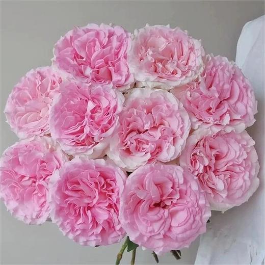 【俊发社区物业中心自提商品】【洛神单头玫瑰】鲜花20枝「粉白渐变·古典柔美感」【非俊发小区不发货，订单自动取消】 商品图5