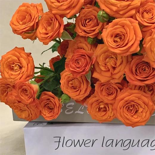 【俊发社区物业中心自提商品】【橙色芭比多头玫瑰】鲜花10枝「活力橙粉色·多头小可爱」 商品图2
