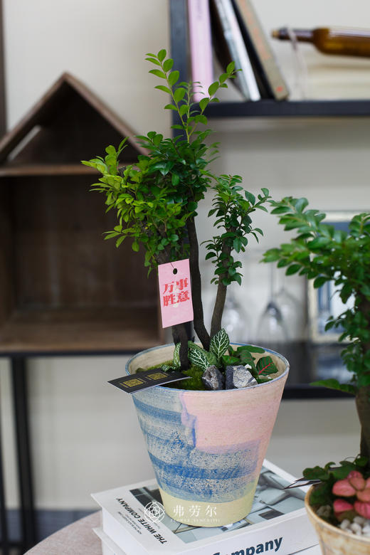 粗陶盆小叶紫檀 商品图2